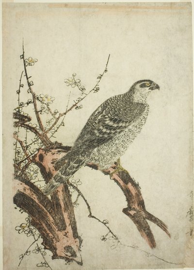 Falcão em um galho de ameixa de Kitagawa Utamaro