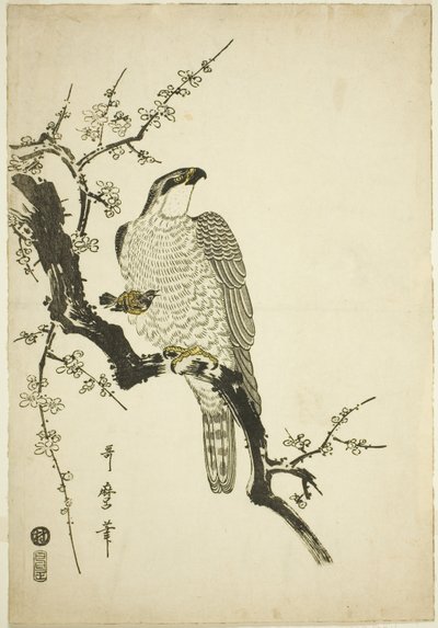 Falcão em um galho de ameixa de Kitagawa Utamaro