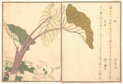 de Kitagawa Utamaro