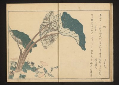 mutuca na trepadeira e lagarta na planta de taro de Kitagawa Utamaro