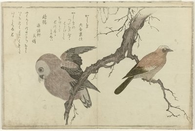 Jay e coruja de Kitagawa Utamaro