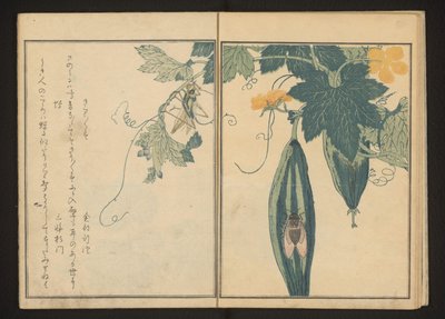 Katydid e cigarra na cabaça de Kitagawa Utamaro