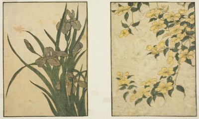Kerria e Iris, do livro ilustrado "Picture Book: Flowers of the Four Seasons (Ehon shiki no hana)", vol. 1 de Kitagawa Utamaro