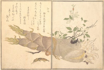 Mole Cricket Kera, Earwig, Hasami-mushi ..., 1788. de Kitagawa Utamaro