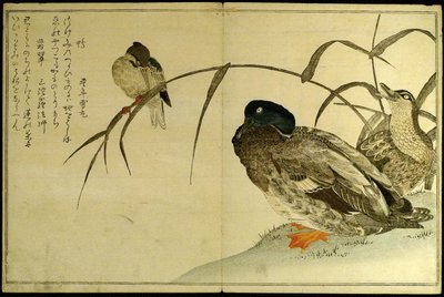 Pássaros miríades: Um concurso de Kyoka (Momo chidori kyoka awase) de Kitagawa Utamaro