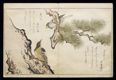 P.332-1946 Vol.1 f.3 Hawfinch e um pica-pau, do álbum &39;Birds comparison in Humorous Songs&39;, 1791 (impressão em xilogravura a cores) de Kitagawa Utamaro