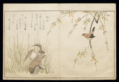 P.332-1946 Vol.1 f.5 Wren e um par de Snipe, do álbum &39;Birds comparison in Humorous Songs&39;, 1791 (impressão em xilogravura a cores) de Kitagawa Utamaro