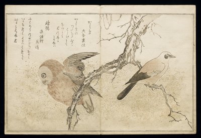 P.332-1946 Vol.1 f.7 Jay à direita e uma coruja à esquerda, do álbum &39;Birds comparison in Humorous Songs&39;, 1791 (impressão em xilogravura a cores) de Kitagawa Utamaro