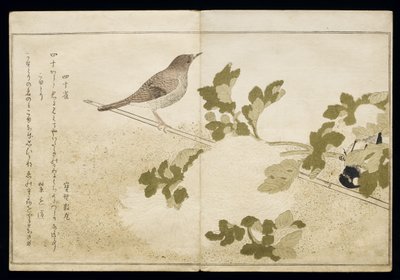 P.332-1946 Vol.2 f.2 Manchurian Great Tit e um Robin, do álbum &39;Birds comparison in Humorous Songs&39;, 1791 (impressão em xilogravura a cores) de Kitagawa Utamaro