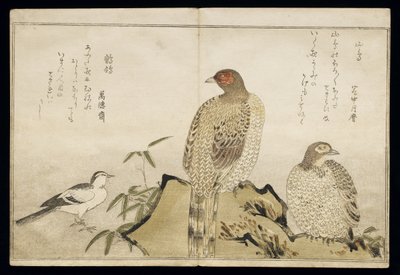 P.332-1946 Vol.2 f.3 Dois Faisões de Cobre e uma Alvéola, do álbum &39;Aves comparados em Canções Cómicas&39;, 1791 (impressão em xilogravura a cores) de Kitagawa Utamaro