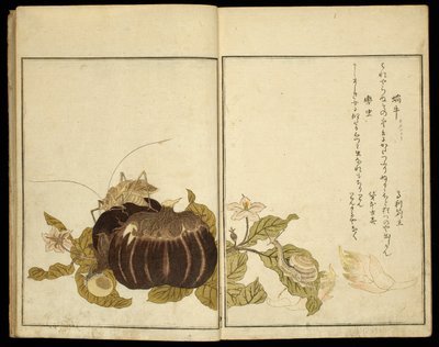 Livro ilustrado: Insectos selecionados (Ehon mushi erabi) de Kitagawa Utamaro