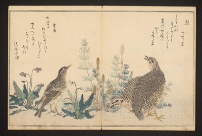 Codorniz e skylark de Kitagawa Utamaro