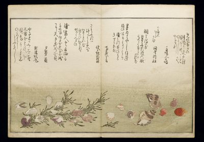 Shiohi no tsuto (Presentes da Ebb Tide), conhecido como o livro Shell, 1789 (impressão em xilogravura a cores) de Kitagawa Utamaro