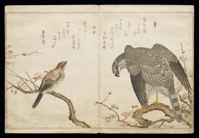 Vol.2 f.1 Falcon à direita, um Shrike com cabeça de touro à esquerda, do álbum &39;Birds comparison in Humorous Songs&39;, 1791 (impressão em xilogravura a cores) de Kitagawa Utamaro