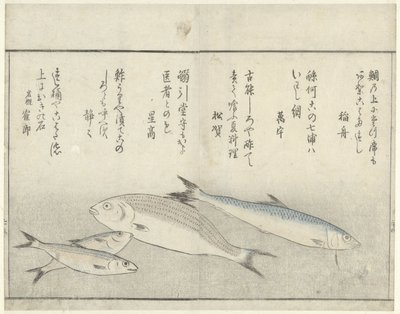Quatro peixes de Kitao Masayoshi