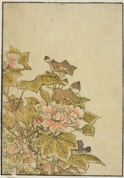Flores de outono: peônias e campânulas, do livro "Espelho de belas mulheres dos aposentos do prazer (Seiro bijin awase sugata kagami)", vol. ２ de Kitao Shigemasa