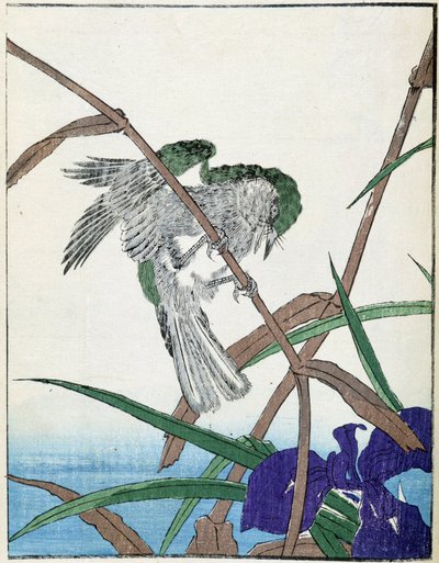 Um pássaro numa árvore. Desenho japonês de Kitao Kosuisai de Kitao Shigemasa