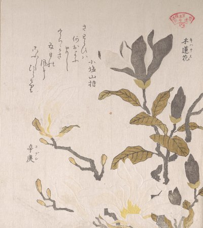Flores de Magnólia, século XIX. de Kubo Shunman