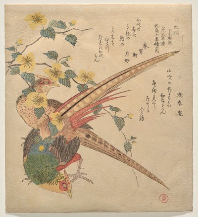 Par de faisões chineses e um ramo de flores yamabuki de Kubo Shunman
