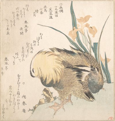 Par de patos-mandarins e flores de íris de Kubo Shunman