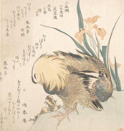 Par de Patos Mandarins e Flores de Íris, finais do século XVIII - início do século XIX. de Kubo Shunman