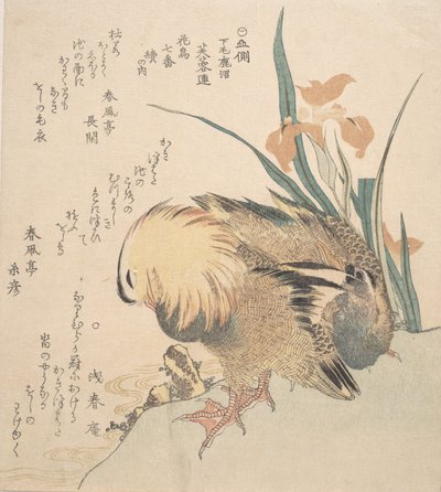 Par de patos mandarim e flores de íris, final do século 18 e início do século 19. de Kubo Shunman