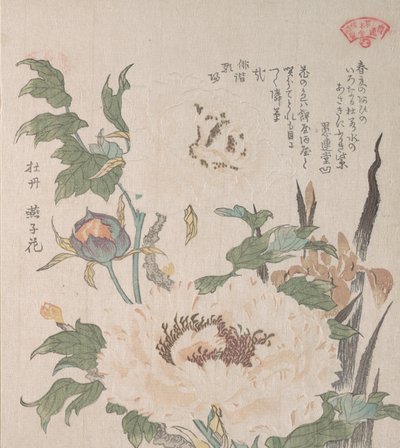 Peonies e Iris, século XIX. de Kubo Shunman