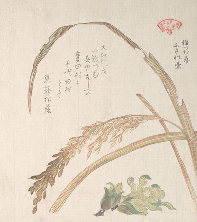 Planta de arroz e Butter-Burs, século XIX. de Kubo Shunman