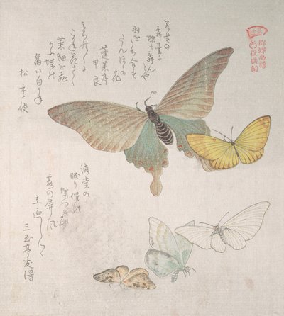 Várias mariposas e borboletas, século XIX. de Kubo Shunman