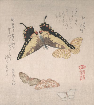 Várias mariposas e borboletas, século XIX. de Kubo Shunman