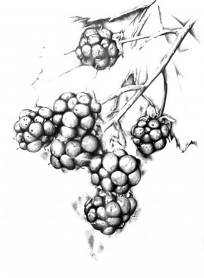  de Kulik