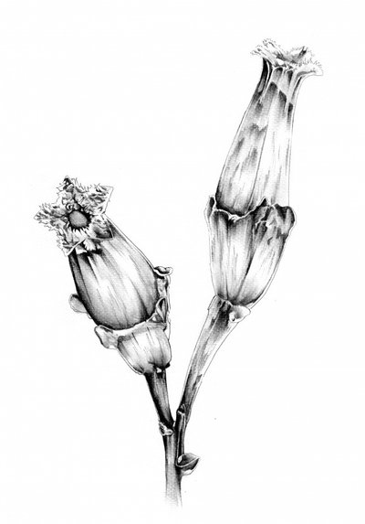  de Kulik