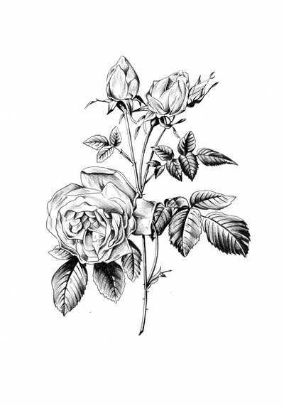  de Kulik