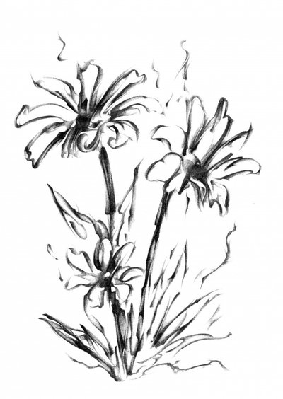  de Kulik