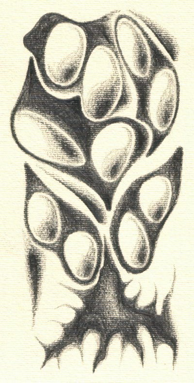  de Kulik