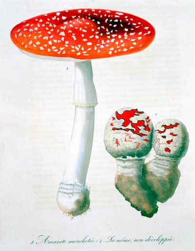 Amanita Muscaria Fly Agaric, 1821 de LFJ Hoquart