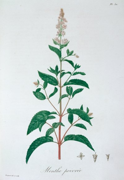 Mentha Piperita Peppermint, 1821 de LFJ Hoquart