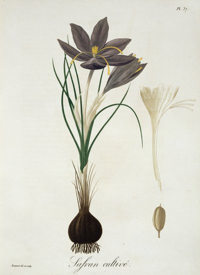 Açafrão Crocus de &39;Phytographie Medicale&39; por Joseph Roques (1772-1850), publicado em 1821 de L.F.J. Hoquart
