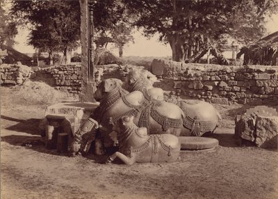 Touros ou Nadias com entalhes ornamentais Vista lateral, Warangal, Hyderabad, Deccan de Lala Deen Dayal