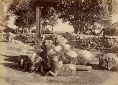 Touros sagrados no Forte de Warungal de Lala Deen Dayal