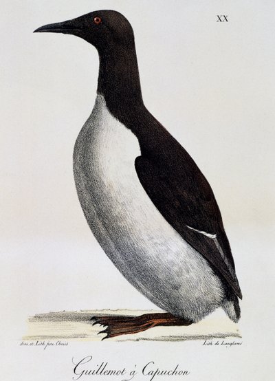 Murrelet comum (Uria aalge), de Voyage pittoresque autour du monde de Langlume Langlume