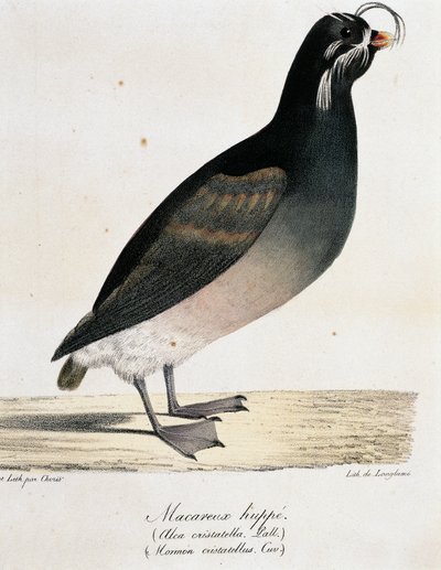 Crested Auklet (Aethia cristatella), da Voyage pittoresque autour du monde de Langlume Langlume