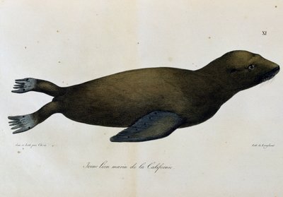 Leão marinho jovem, Califórnia, da Voyage pittoresque autour du monde de Langlume Langlume