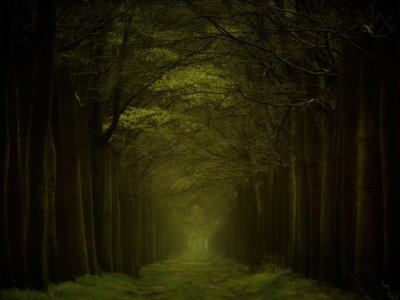 Caminho da Floresta Escura de Lars van de Goor †