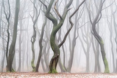 Floresta Invernal Misteriosa de Lars van de Goor †
