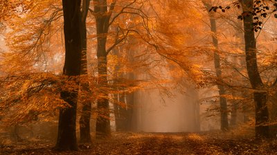 Caminho na floresta outonal enevoada de Lars van de Goor †