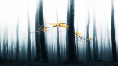 Brilho da Floresta Envolvida em Nevoeiro de Lars van de Goor †