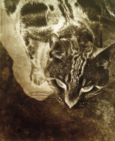 Gato (impressão negativa) de Laszlo Moholy Nagy