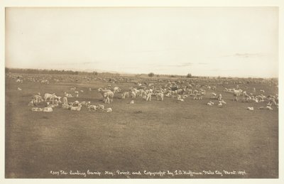 The Lambing Camp, 1894. de Laton Alton Huffman