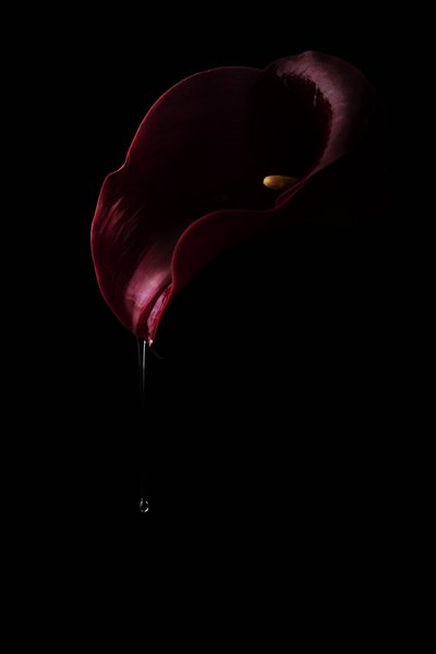 Calla Drop Vermelho Intenso de Laura Benvenuti